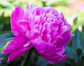 Spring. Peony blossom. Royalty Free Stock Photo