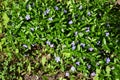 Spring perennial carpeted flowers, periwinkle with delicate blue flowers and beautiful leaves, green and floral background in Royalty Free Stock Photo