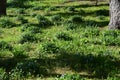 Spring perennial carpeted flowers, periwinkle with delicate blue flowers and beautiful leaves, green and floral background in Royalty Free Stock Photo