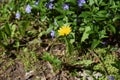 Spring perennial carpeted flowers, periwinkle with delicate blue flowers and beautiful leaves, green and floral background in Royalty Free Stock Photo