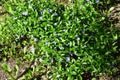 Spring perennial carpeted flowers, periwinkle with delicate blue flowers and beautiful leaves, green and floral background in Royalty Free Stock Photo