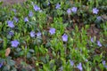 Spring perennial carpeted flowers, Ukrainian periwinkles, periwinkle with delicate blue flowers and beautiful leaves, green and fl Royalty Free Stock Photo