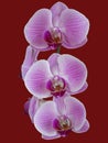 A spring of perfect pink orchids Royalty Free Stock Photo