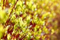 Spring period of blooming of young leaves on the bush in the sun Royalty Free Stock Photo