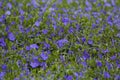 Glade of purple flowers garden periwinkle spring flowering travel business card banner website