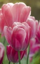 Spring petal pink tulip