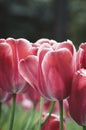 Spring petal pink tulip