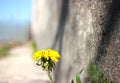 Spring, petal, yellow flower, on a stone wall Royalty Free Stock Photo