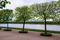 Spring in Petergof park (St. Petersburg, Russia) Royalty Free Stock Photo