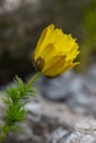 Pheasants eye Adonis vernalis, budding golden yellow flowers