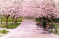 Hanami celebration in the little garden with the cherry tree avenue Royalty Free Stock Photo