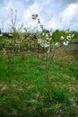 Spring photography, young cherry blossoms