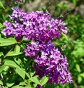 Margaret Fenicchia Lilac