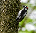 A Downy Woodpecker #1