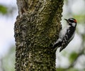 A Downy Woodpecker #2