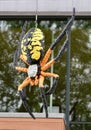 Corn Spider