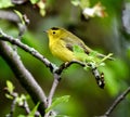 Wilson Warbler #2