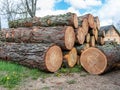 Wooden logs of pine woods in the forest, stacked in a pile, cross section of log shows sapwood, bark in round shape