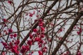 Spring Pine Flower Blossom Plum Tree Branch Royalty Free Stock Photo