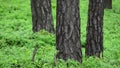 Spring pine forest. Groundcover. Full HD, 1080p.