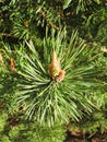 Spring pine tree branch, Lithuania Royalty Free Stock Photo