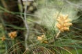 Spring Pine Tree Pollen