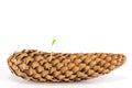 Spring pine tree sprout seed from pinecone isolated Royalty Free Stock Photo