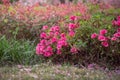 Spring Pink Azalea Blooms Royalty Free Stock Photo