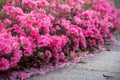 Spring Pink Azalea Blooms Royalty Free Stock Photo