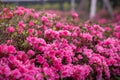 Spring Pink Azalea Blooms Royalty Free Stock Photo