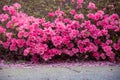 Spring Pink Azalea Blooms Royalty Free Stock Photo