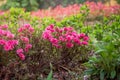 Spring Pink Azalea Blooms Royalty Free Stock Photo