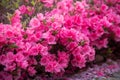 Spring Pink Azalea Blooms Royalty Free Stock Photo