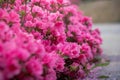 Spring Pink Azalea Blooms Royalty Free Stock Photo