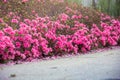 Spring Pink Azalea Blooms Royalty Free Stock Photo