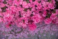 Spring Pink Azalea Blooms Royalty Free Stock Photo