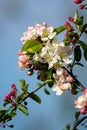 Spring pink blossom of apple trees in orchard, fruit region Haspengouw in Belgium