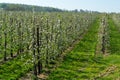 Spring pink blossom of apple trees in orchard, fruit region Haspengouw in Belgium