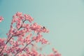 Spring pink blossom and bee in nature. Royalty Free Stock Photo