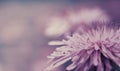 Spring pink-blue background. Pink Dandelion flower on a purple background. Closeup. For design. Side view.