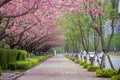 spring pink cherry blossom and footway