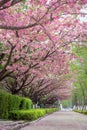 spring pink cherry blossom and footway