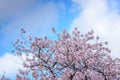 Spring pink cherry blossoms background Royalty Free Stock Photo