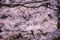 Spring pink cherry blossoms background Royalty Free Stock Photo