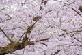 Spring pink cherry blossoms background Royalty Free Stock Photo