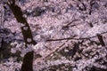 Spring pink cherry blossoms background Royalty Free Stock Photo