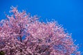 Spring Pink Cherry Blossoms with Blue Sky Background Royalty Free Stock Photo