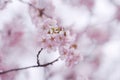Spring pink cherry blossoms. a branch with plum flowers Royalty Free Stock Photo