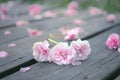 Spring, pink cherry blossoms falling on a wooden path