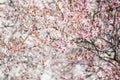 Spring pink cherry blossoms, white flowers background